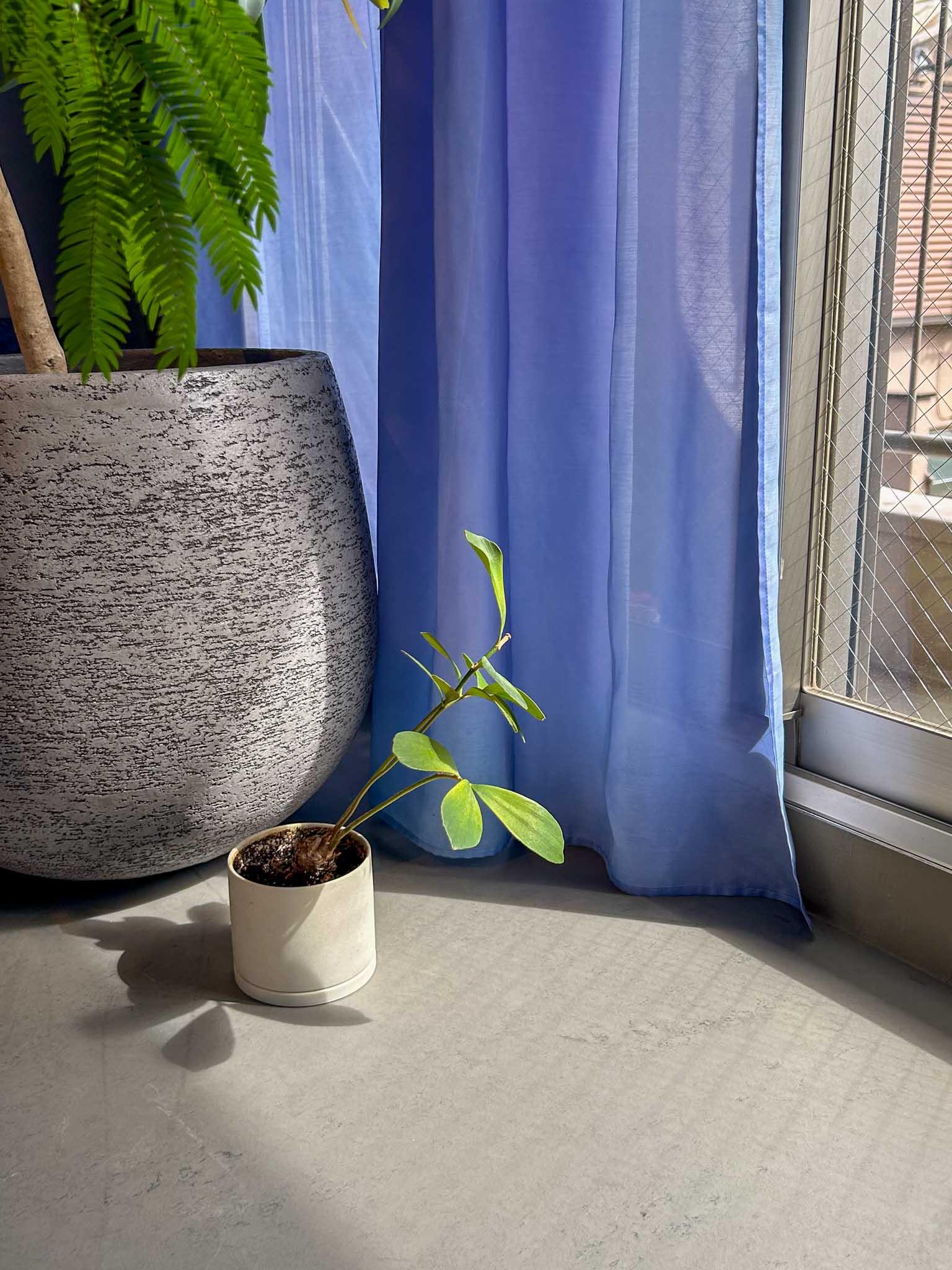 小金井市中町の売買物件/床材は天然素材でつくられているマーモリウム