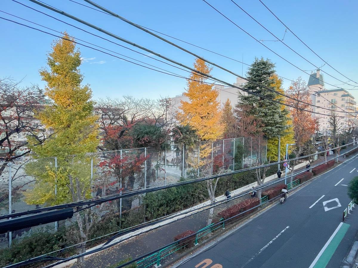 杉並区高円寺北の売買物件/窓先からの景色。秋には紅葉が、冬は葉を落とし、春には桜が花開き、夏は緑が茂ります