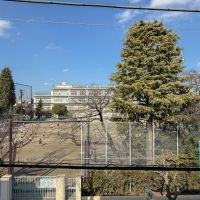 杉並区高円寺北の売買物件/窓先はこのような景色。冬でもモミの木が緑を感じさせてくれます。春には桜が花開きます