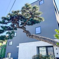 世田谷区奥沢の賃貸物件/ぺこりとお辞儀した松が、この建物のシンボルツリー