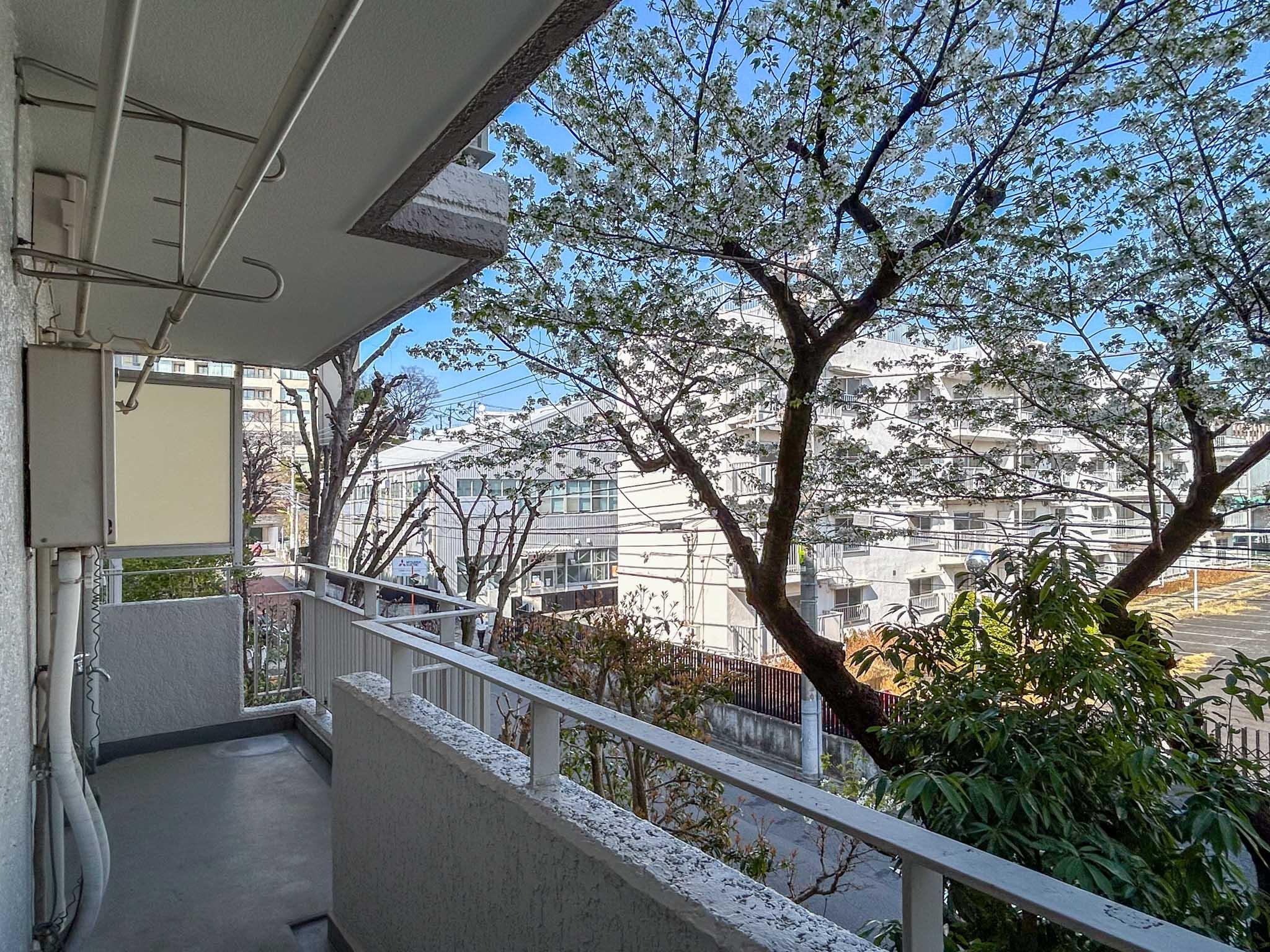世田谷区池尻の売買物件/ベランダの目の前に桜の木。2階の区画ですが、道路からの視線はそこまで気になりません