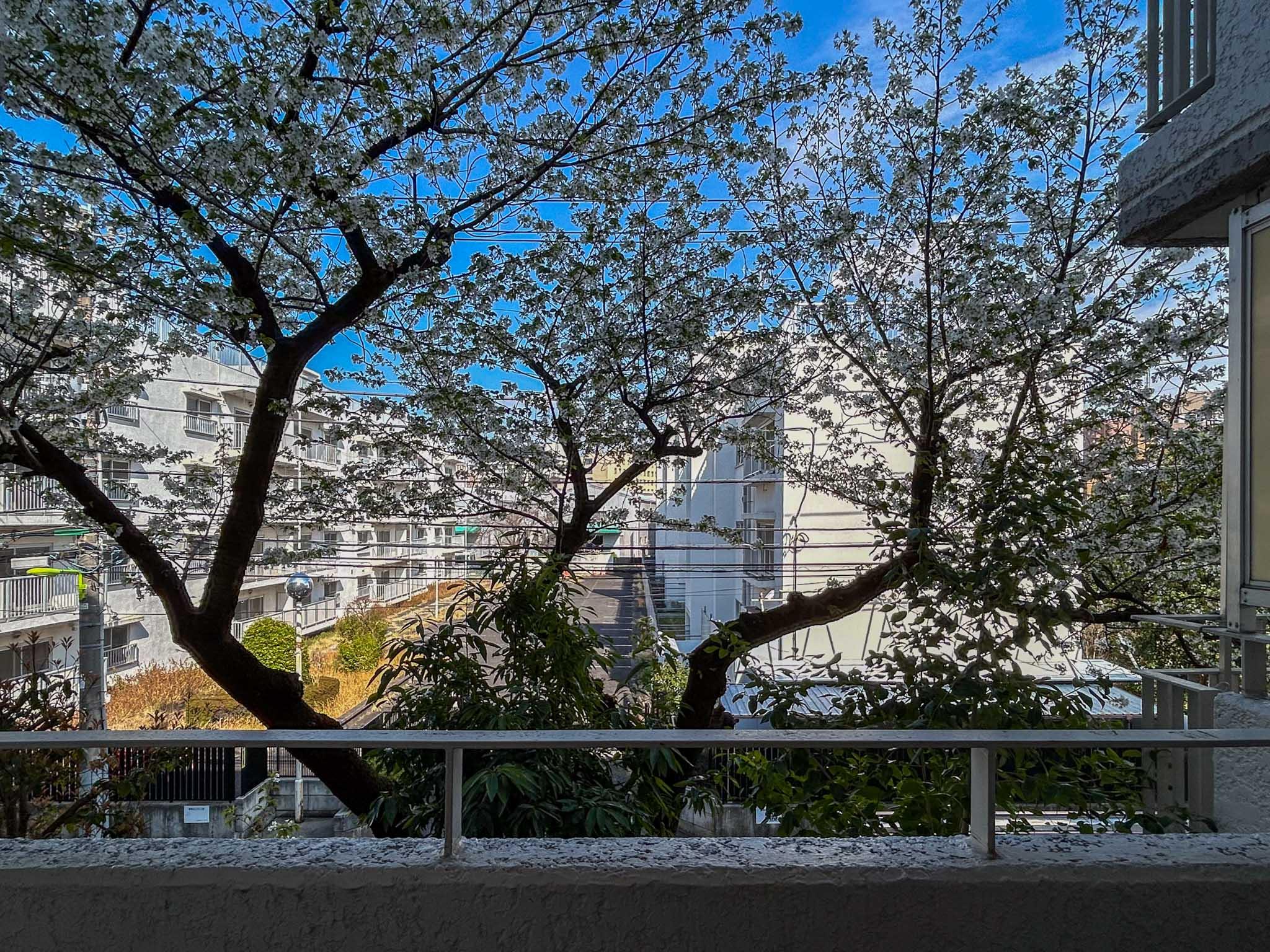 世田谷区池尻の売買物件/桜の木が目の前に。その先はちょうど駐車場になっていて、建物の圧迫感や視線はそこまで気になりません