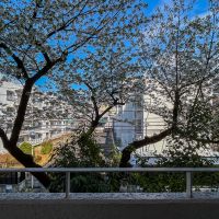 世田谷区池尻の売買物件/桜の木が目の前に。その先はちょうど駐車場になっていて、建物の圧迫感や視線はそこまで気になりません