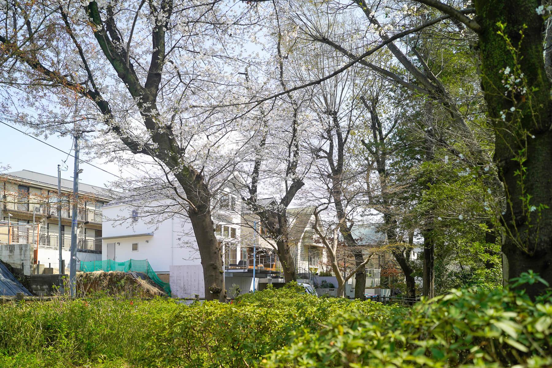 杉並区善福寺の賃貸物件/善福寺公園の木々の隙間から建物を見るとこんな感じ