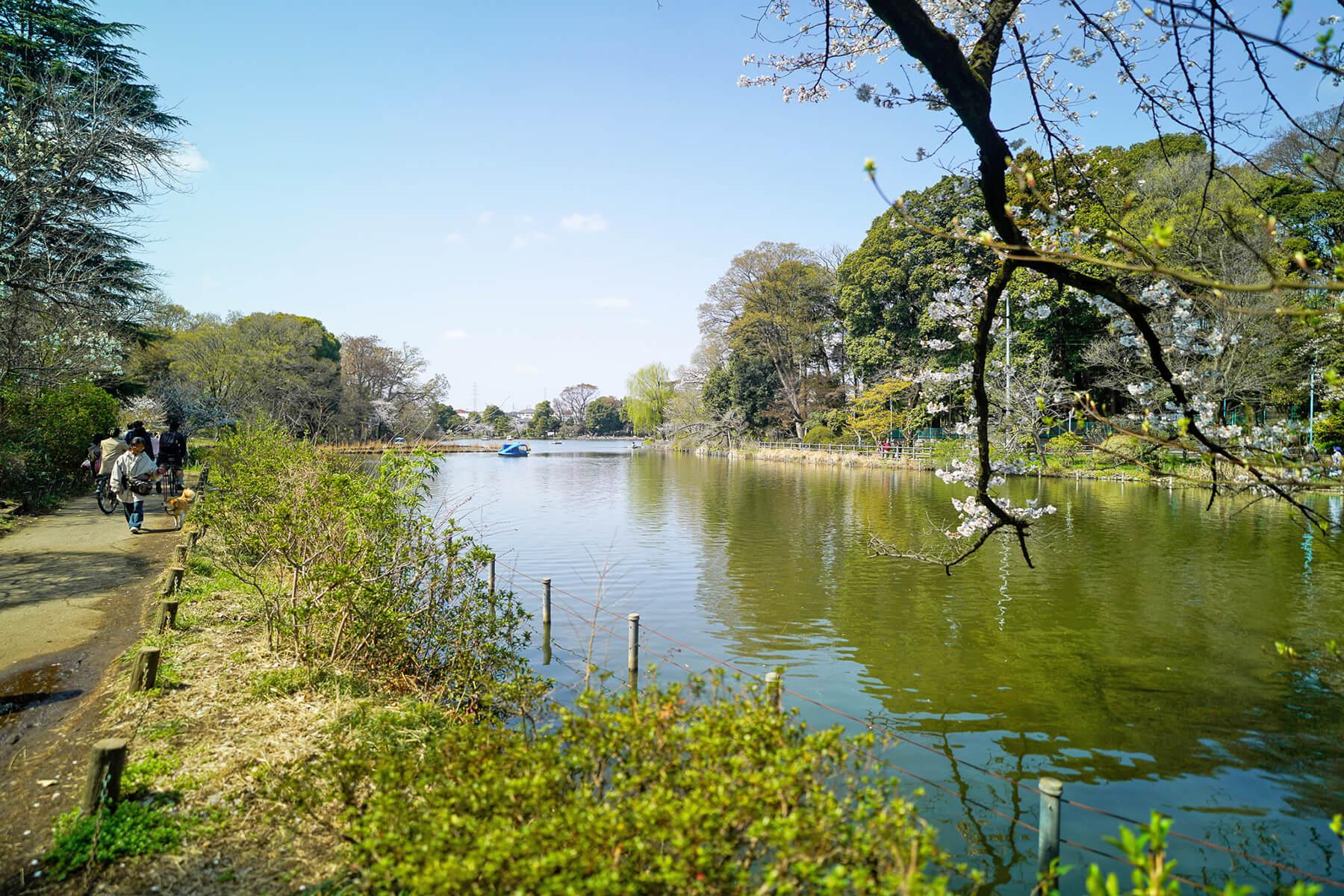 杉並区善福寺の賃貸物件/善福寺公園の上の池。貸ボートもあります