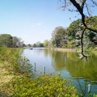 杉並区善福寺の賃貸物件/善福寺公園の上の池。貸ボートもあります