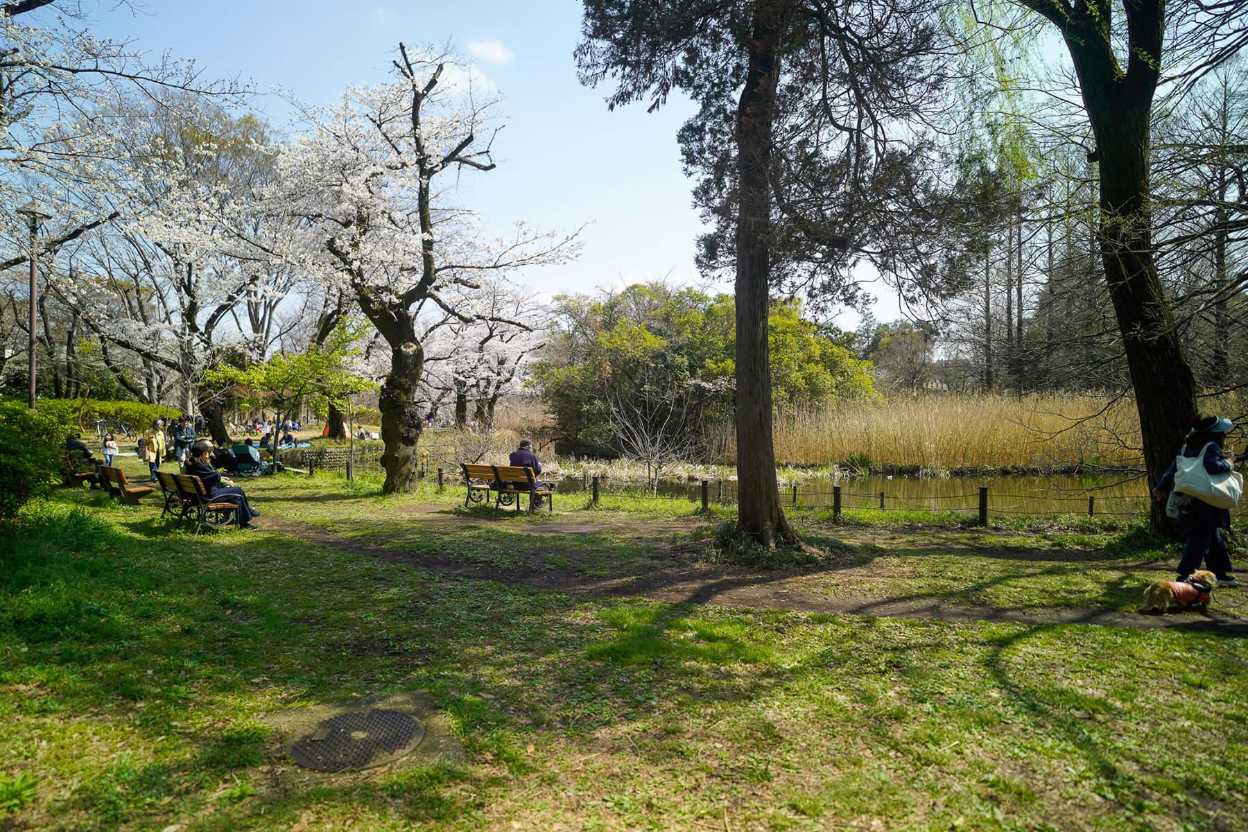 杉並区善福寺の賃貸物件/善福寺公園の下の池はのんびりまどろむことができるベンチがあります