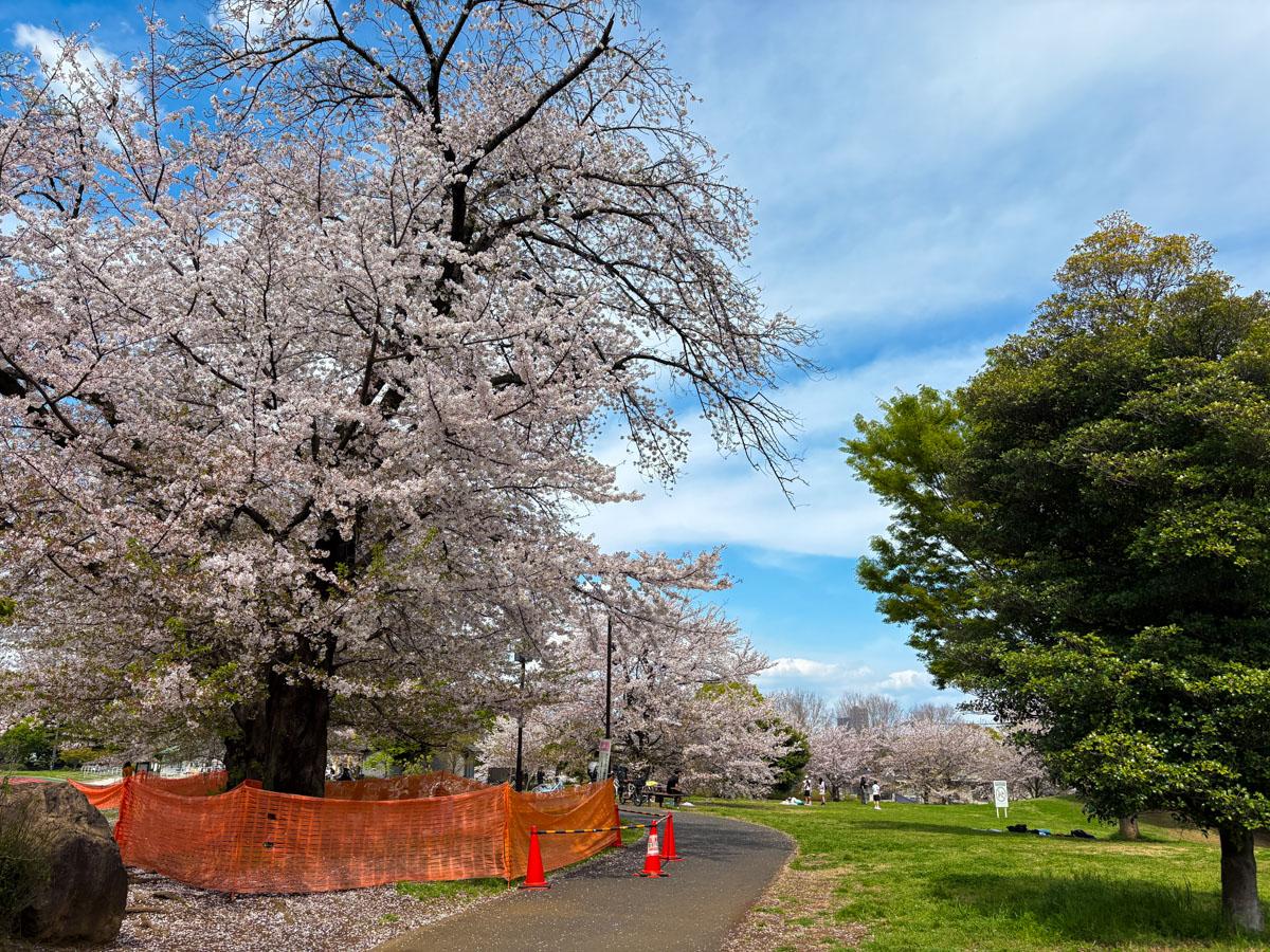 杉並区堀之内の賃貸物件/近所の済美山公園　桜と芝生が美しい季節