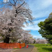 杉並区堀之内の賃貸物件/近所の済美山公園　桜と芝生が美しい季節