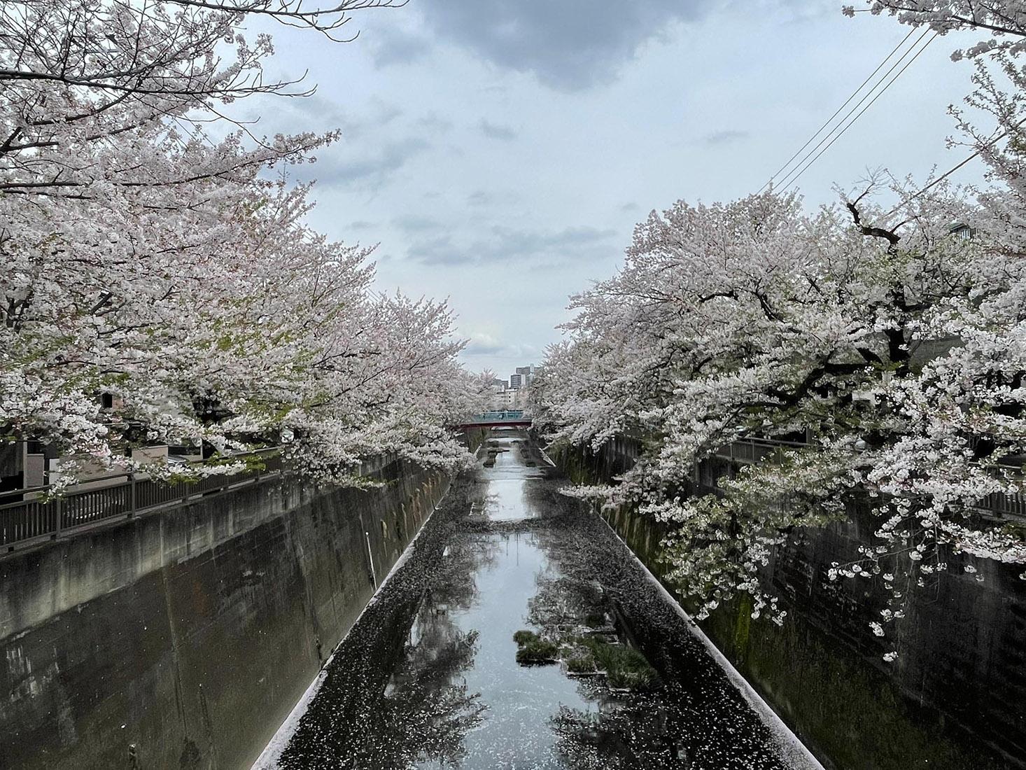 板橋区双葉町の売買物件/石神井川の桜並木