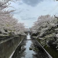 板橋区双葉町の売買物件/石神井川の桜並木