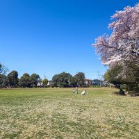 埼玉県入間市東町の賃貸物件/タウンの終わりには大きな公園がある　お花見に散歩に、理由をつけて通いたい場所
