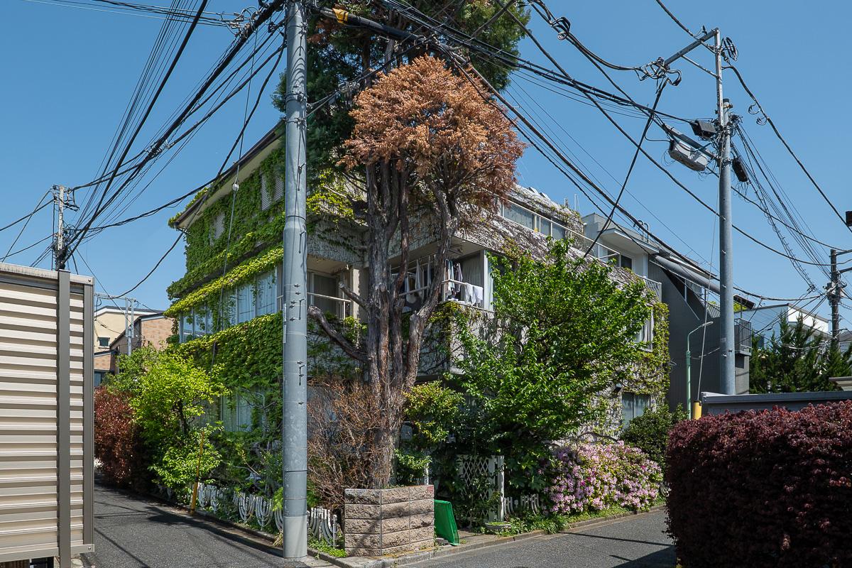 杉並区天沼の賃貸物件/緑に覆われた外観