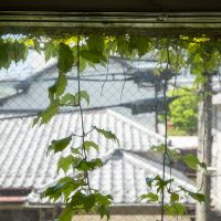 杉並区天沼の賃貸物件/窓の向こうに、垂れ下がる緑