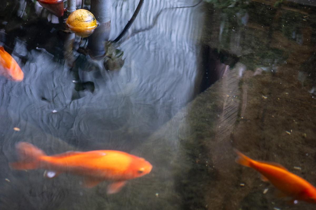杉並区天沼の賃貸物件/金魚たちが静かに迎えてくれる