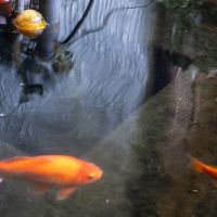 杉並区天沼の賃貸物件/金魚たちが静かに迎えてくれる