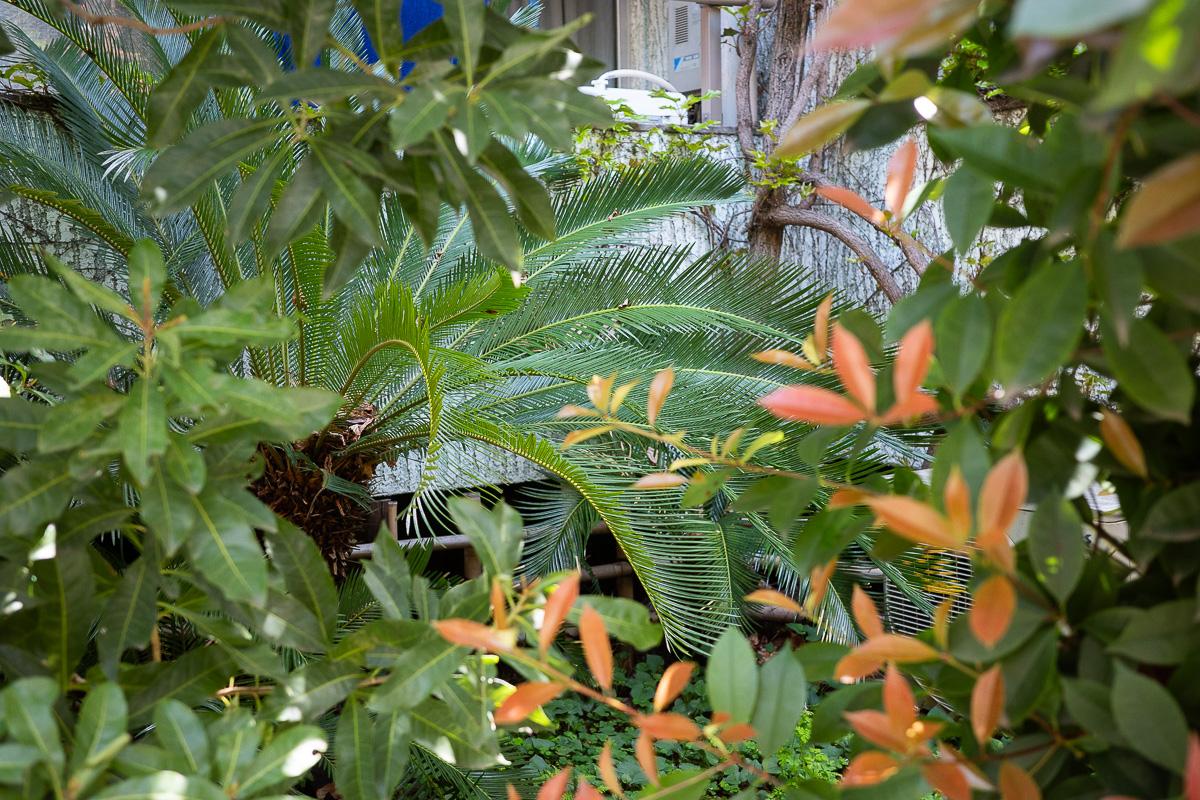 杉並区天沼の賃貸物件/たくさんの植物に囲まれて