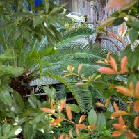 杉並区天沼の賃貸物件/たくさんの植物に囲まれて