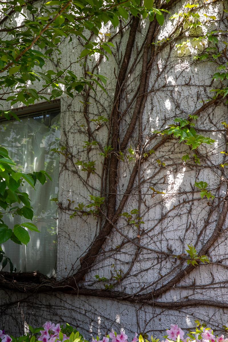 杉並区天沼の賃貸物件/壁に根を張るツタ