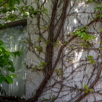 杉並区天沼の賃貸物件/壁に根を張るツタ