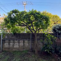 東京都渋谷区西原1丁目の賃貸物件/仲間を増やしてあげてください