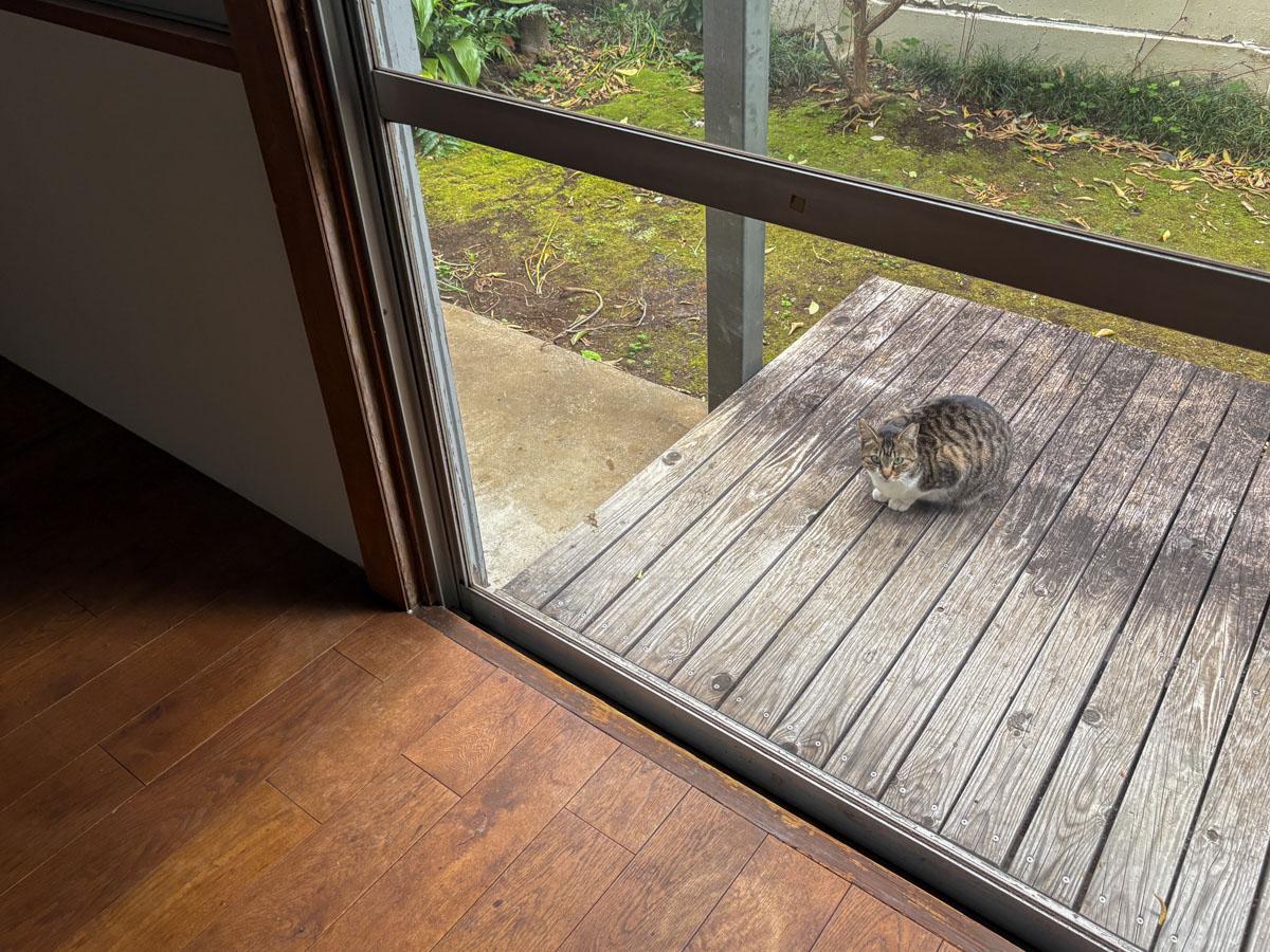 大田区上池台の賃貸物件/リビングに戻るとウッドデッキに獣がいました