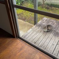 大田区上池台の賃貸物件/リビングに戻るとウッドデッキに獣がいました