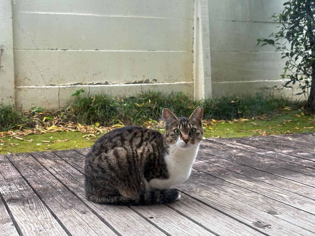 大田区上池台の賃貸物件/若い猫でした。首輪がないのと、片耳に切り込みがあるので地域で捕獲、避妊手術を受けた野良猫なのかもしれません。部屋に入れてしまうと柱で爪研ぎ等をしてしまう可能性があり、その場合の原状回復工事費用は借主の負担となってしまうので、外で愛でてください。庭で排泄物を探してみましたが、一応なさそうでした。ふくふくしている。めちゃくちゃかわいい。内見の時にまた会いたい。ところでこのキャプションって何文字入るのか、私も把握していないんですよね