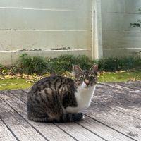 大田区上池台の賃貸物件/若い猫でした。首輪がないのと、片耳に切り込みがあるので地域で捕獲、避妊手術を受けた野良猫なのかもしれません。部屋に入れてしまうと柱で爪研ぎ等をしてしまう可能性があり、その場合の原状回復工事費用は借主の負担となってしまうので、外で愛でてください。庭で排泄物を探してみましたが、一応なさそうでした。ふくふくしている。めちゃくちゃかわいい。内見の時にまた会いたい。ところでこのキャプションって何文字入るのか、私も把握していないんですよね