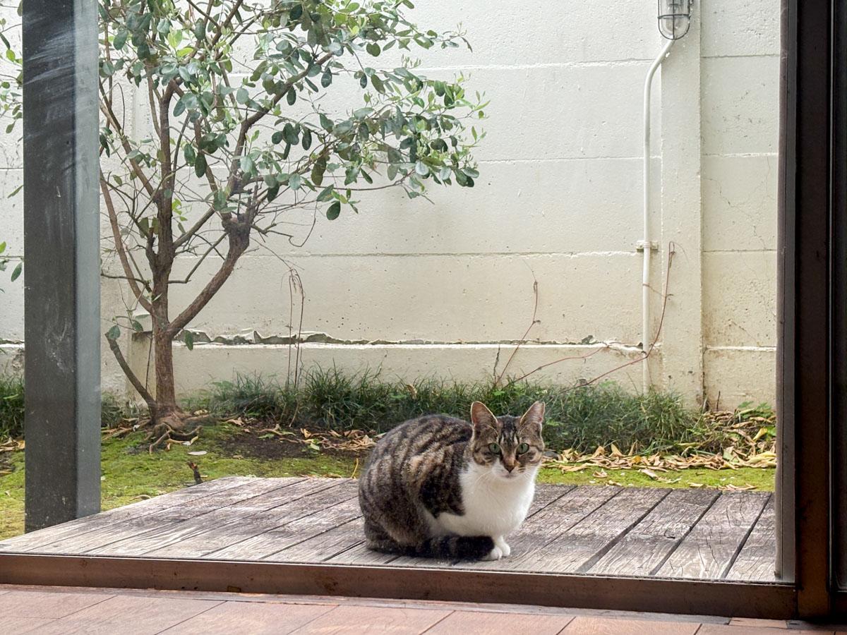 大田区上池台の賃貸物件/獰猛そうな顔をしてこちらを見ています