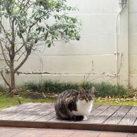 大田区上池台の賃貸物件/獰猛そうな顔をしてこちらを見ています