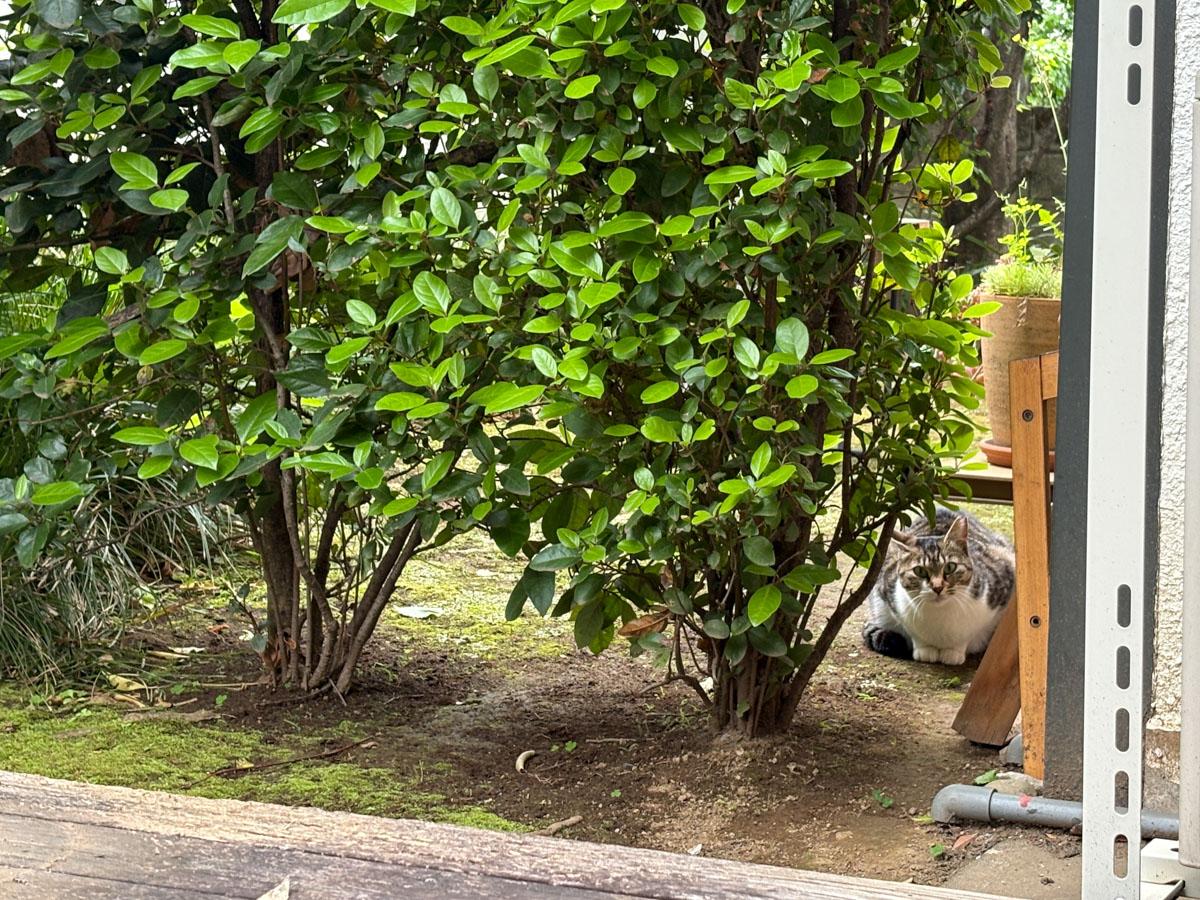 大田区上池台の賃貸物件/外に出て撫でようとしたら、逃げてしまいました