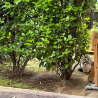 大田区上池台の賃貸物件/外に出て撫でようとしたら、逃げてしまいました