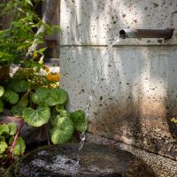 調布市深大寺東町の賃貸物件/水鉢