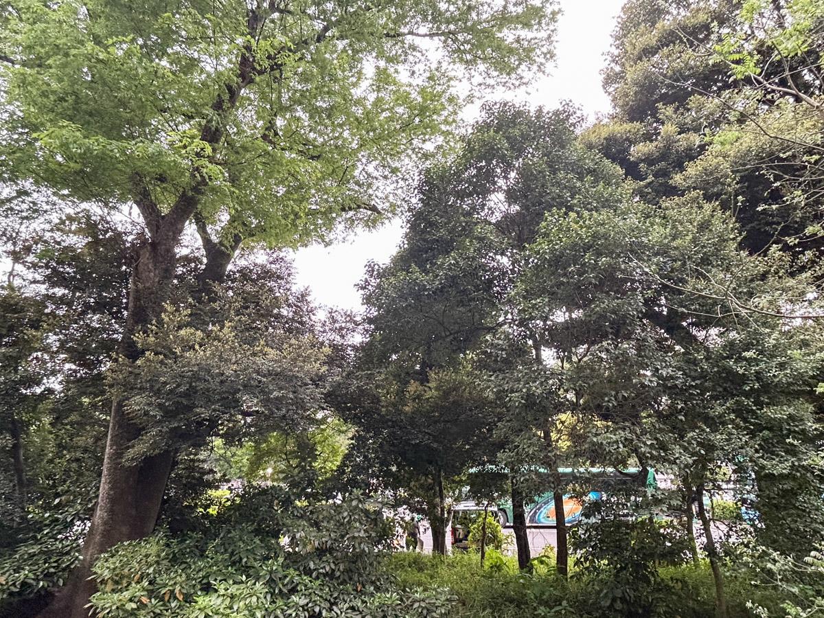 新宿区内藤町の賃貸物件/ベランダからの眺め、大小様々な緑を味わうことができます