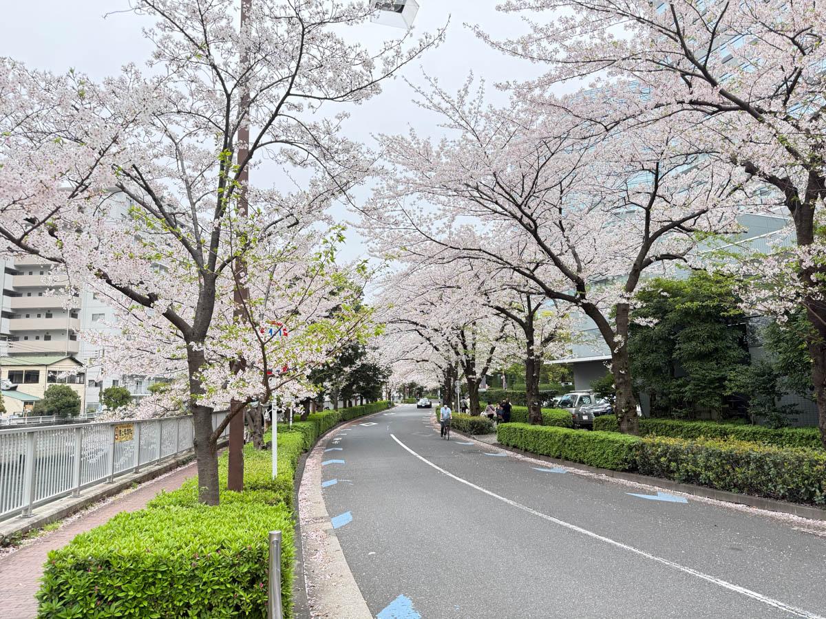 品川区北品川の賃貸物件/美しい桜並木が物件のすぐ近くに