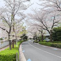 品川区北品川の賃貸物件/美しい桜並木が物件のすぐ近くに