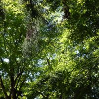 杉並区善福寺の賃貸物件/自然豊か