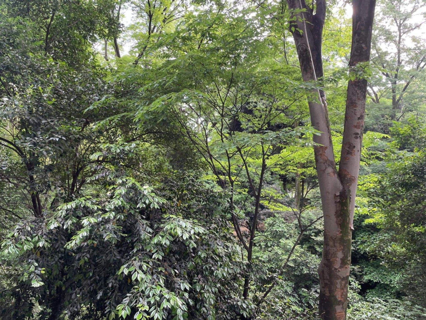 文京区本駒込の賃貸物件/六義園の緑が目の前いっぱいに広がり、空が隠れるほどです