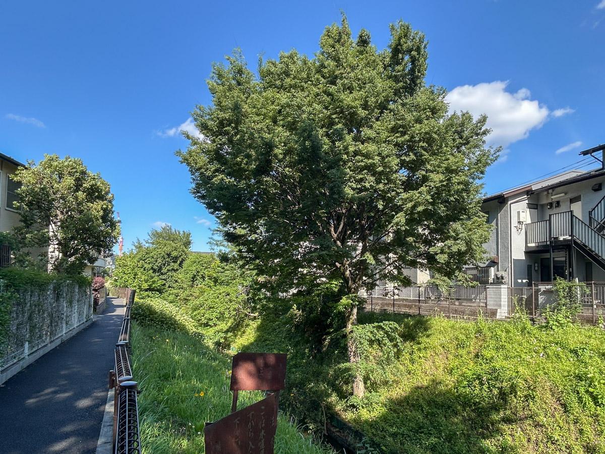 世田谷区大原の賃貸物件/家の前の緑道のちょっと先は、燦々と太陽光の降り注ぐ玉川上水