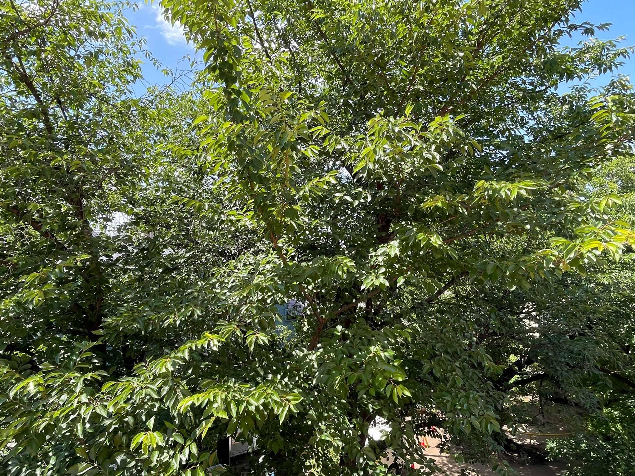 杉並区西荻北の賃貸物件/緑との距離はかなり近め。ざわざわと葉が揺れる音がダイレクトに聞こえます