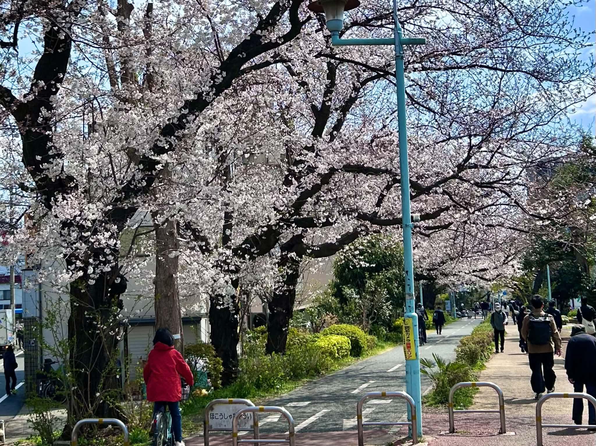 小平市花小金井の賃貸物件/グリーンロードの写真（過去桜の時期に撮影したもの）