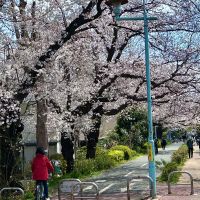 小平市花小金井の賃貸物件/グリーンロードの写真（過去桜の時期に撮影したもの）