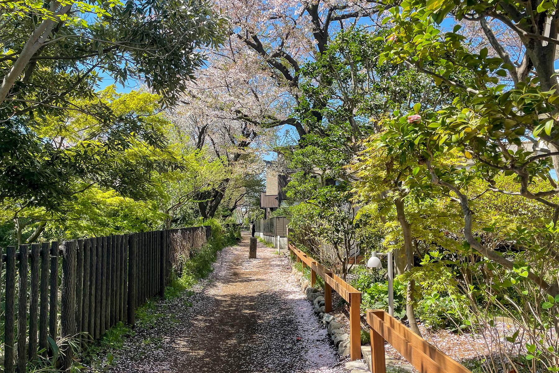 三鷹市井の頭の賃貸物件/春先の緑道は、桜がきれいです