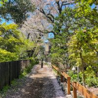 三鷹市井の頭の賃貸物件/春先の緑道は、桜がきれいです