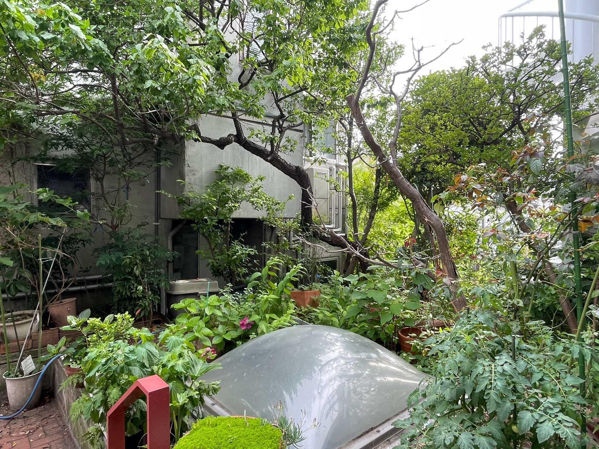 世田谷区代沢の賃貸物件/オーナー住居とこちら側の間に庭があります