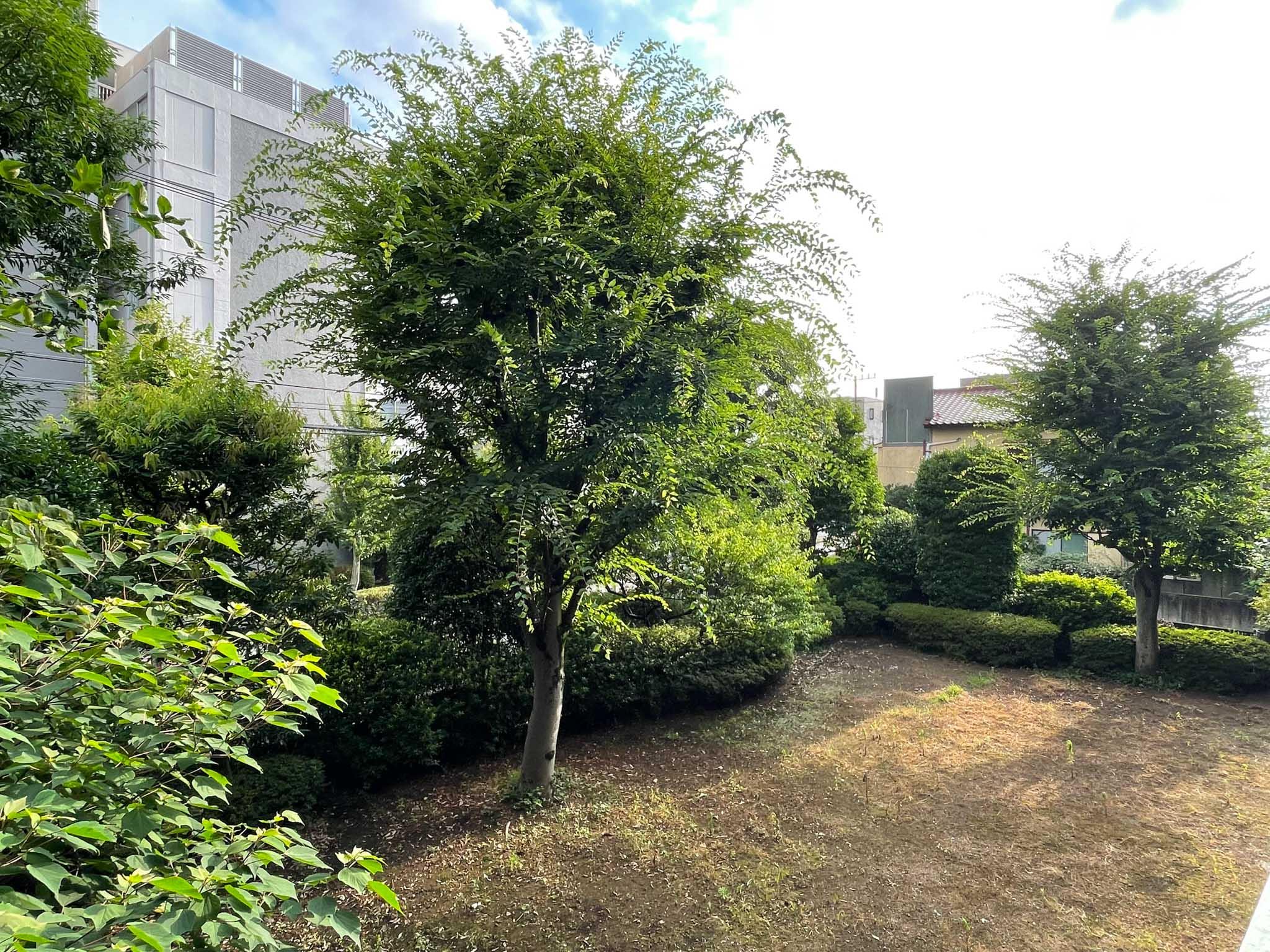 小金井市緑町の賃貸物件/窓から見えていたのはマンション敷地内の緑