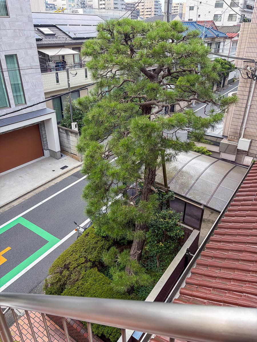 中野区本町の賃貸物件/階段から見た松の木
