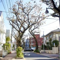 板橋区稲荷台の賃貸物件/家の前は桜の並木道