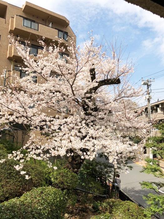 渋谷区松濤の賃貸物件/春の景色